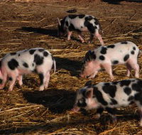 Will's Rare Breeds Farm - Accommodation Gold Coast