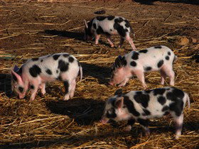 Will's Rare Breeds Farm - Accommodation Gold Coast 0