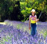 Brayfield Park Lavender Farm - Gold Coast 4U