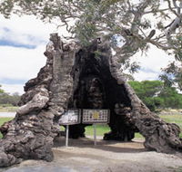 The Herbig Family Tree - Accommodation Gold Coast