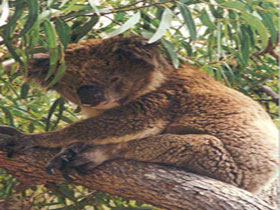 Mikkira Station - 1 Gold Coast 0