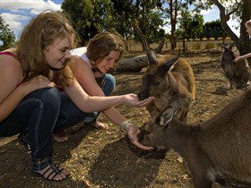 Kangaroo Island Wildlife Park - Accommodation Gold Coast 0