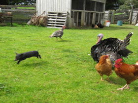 Echo Farm - Accommodation Gold Coast 0