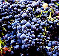 Laurel Bank Vineyard - Accommodation Gold Coast