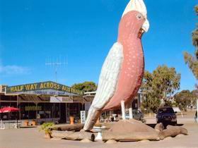 The Big Galah - Accommodation Gold Coast 0