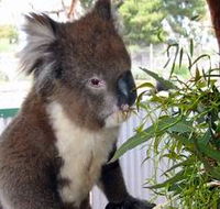 Glen-Forest Tourist Park - Accommodation Gold Coast