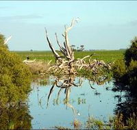 Bool Lagoon Game Reserve and Hacks Lagoon Conservation Park - Accommodation Gold Coast