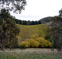 Mt Bera Vineyards - Accommodation Gold Coast