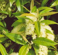 Tumbeela Native Bushfoods - Accommodation Gold Coast