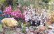 Stokes Bay Bush Garden - thumb 0
