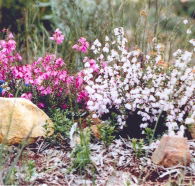 Stokes Bay Bush Garden - Accommodation Gold Coast