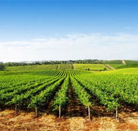 Aldinga Bay Winery - Accommodation Gold Coast