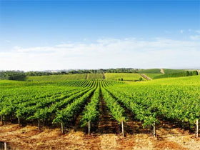 Aldinga Bay Winery - Accommodation Gold Coast 0