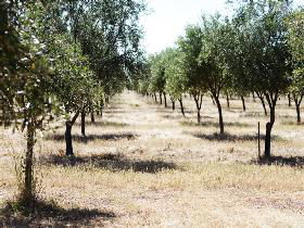 Talinga Grove Olive Oils - Accommodation Gold Coast 0