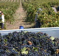 Rolf Binder Wines - Gold Coast 4U