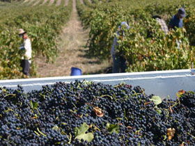 Rolf Binder Wines - Accommodation Gold Coast 0