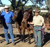 Coffin Bay Brumby Preservation Society Incorporated - Accommodation Gold Coast