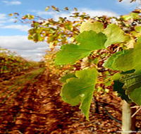 Mirabella Vineyards - Gold Coast 4U