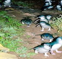 Penneshaw Penguin Centre - Accommodation Gold Coast