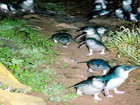 Penneshaw Penguin Centre - Gold Coast 4U 0