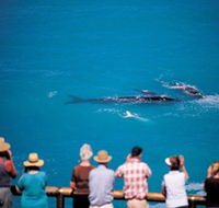 Whale Watching At Head Of Bight - Accommodation Gold Coast