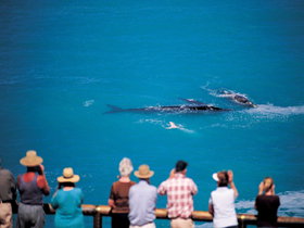 Whale Watching At Head Of Bight - Accommodation Gold Coast 0