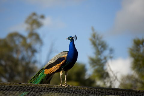 Maggie Beer's Farm Shop - Accommodation Gold Coast 4