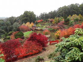 Emu Valley Rhododendron Garden - Accommodation Gold Coast 0