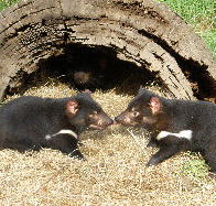 Wing's Wildlife Park - Accommodation Gold Coast
