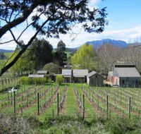 Wilmot Hills Vineyard - Accommodation Gold Coast