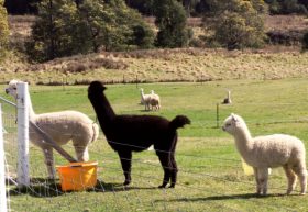 Maydena Country Cabins Accommodation & Alpaca Stud - Accommodation Gold Coast 0