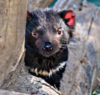 Trowunna Wildlife Sanctuary - Accommodation Gold Coast
