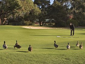 Royal Hobart Golf Club - Accommodation Gold Coast 0