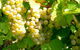 Winstead Vineyard - thumb 0