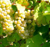 Winstead Vineyard - Accommodation Gold Coast