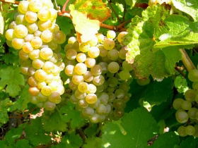 Winstead Vineyard - Accommodation Gold Coast 0