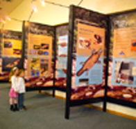 Platypus Experience - Accommodation Gold Coast