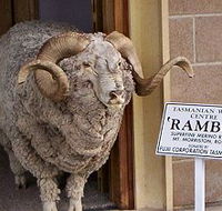 Tasmanian Wool Centre - Accommodation Gold Coast