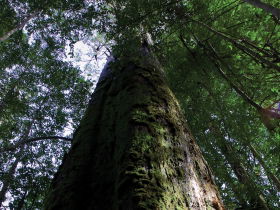 Styx Big Tree Reserve - Accommodation Gold Coast 0