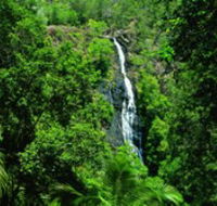 Kondalilla National Park - Accommodation Gold Coast