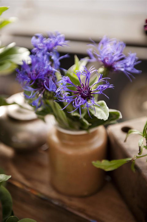 Salamanca Market - Accommodation Gold Coast 1