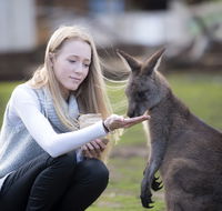 Bonorong Wildlife Sanctuary - Accommodation Gold Coast