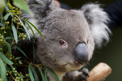 Bonorong Wildlife Sanctuary - Accommodation Gold Coast 3