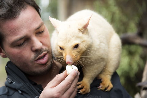 Bonorong Wildlife Sanctuary - Accommodation Gold Coast 4