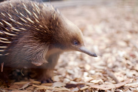Bonorong Wildlife Sanctuary - Accommodation Gold Coast 5