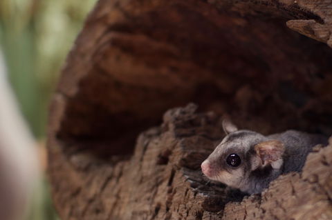 Bonorong Wildlife Sanctuary - Accommodation Gold Coast 6