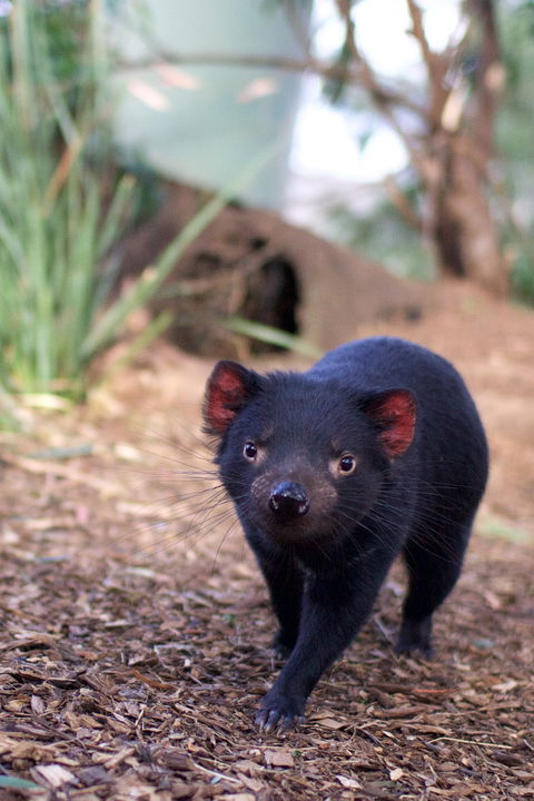 Bonorong Wildlife Sanctuary - Accommodation Gold Coast 7