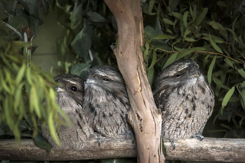 Bonorong Wildlife Sanctuary - Accommodation Gold Coast 8