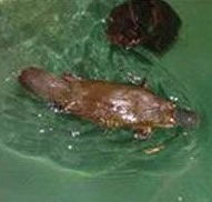 Platypus House - Accommodation Gold Coast