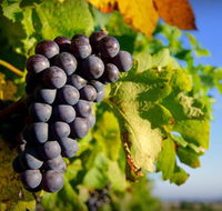Panorama Vineyard - Accommodation Gold Coast